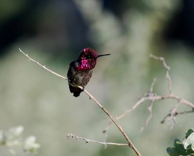 CA hummingbird